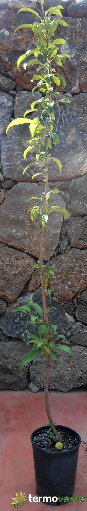 Albero pistacchio, spedizione Express