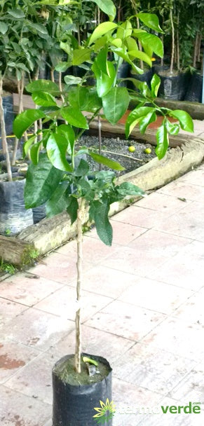 Albero pompelmo rosa, spedizione Express