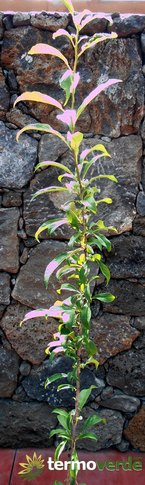 Albero susino Regina Claudia gialla, spedizione Express