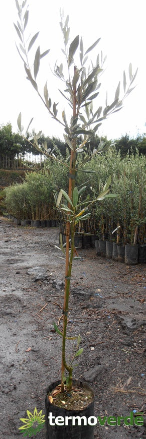 Albero ulivo Frantoio, spedizione Express