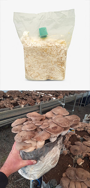 Substrato per coltivazione funghi Cardoncelli - Balletta kit