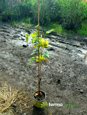 Vite uva da tavola Zibibbo, spedizione Express